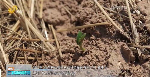 东营万亩大豆良种繁育基地完成播种