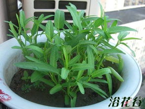 盆栽空心菜的种植方法