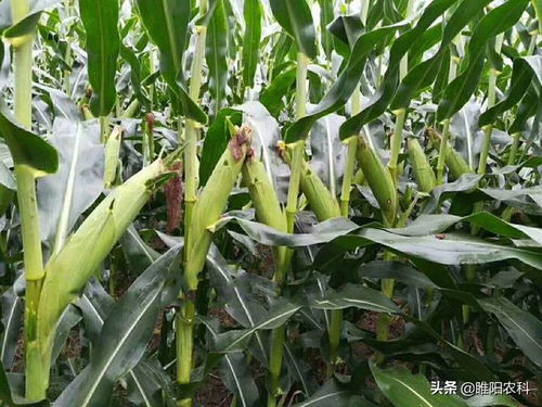 这个被17个省审定玉米新品种,高产玉米新坐标,亩产2245斤