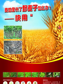 图片免费下载 野燕麦素材 野燕麦模板 千图网