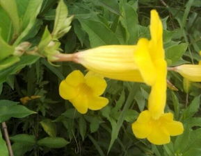黄蝉花能在室内养吗,不可以
