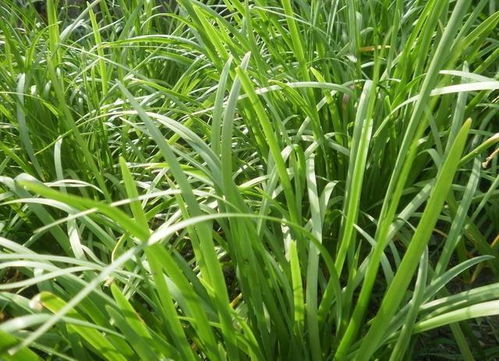 农村韭菜种植技术,做好4步,就能种出嫩绿高产的韭菜