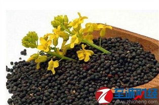 油菜籽期货价格 06月08日今日最新油菜籽期货报价查询 期货