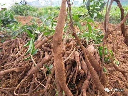 马路镇 牛大力 为脱贫攻坚 出大力