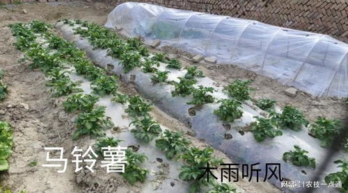 吡虫噻嗪酮是什么药剂 吡虫噻嗪酮怎样防治土豆害虫
