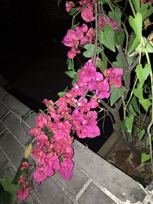 有阳光就好开花的三角梅,没想到花色这么多,你养了哪一种