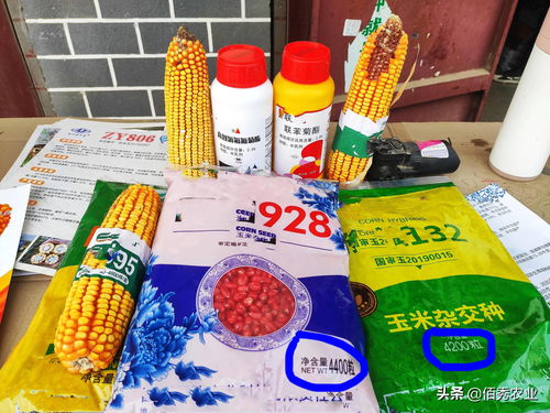 玉米是稀植高产,还是密植高产 农业专家告诉你如何种植玉米