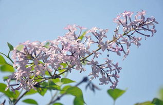 盘点十大最美的丁香花品种