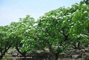 山楂花 白色花 山楂树