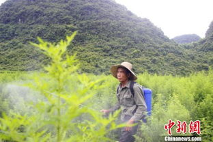 媒体 中国神药 青蒿素远销海外 助广西农户增收