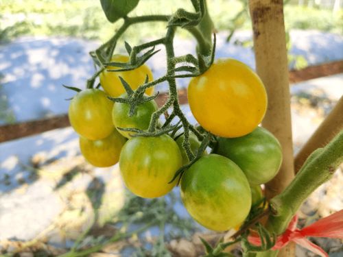 夏日阳光 小番茄迎来最佳赏味期