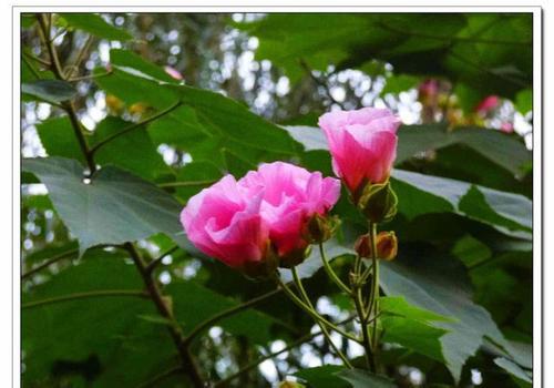 成都的市花为什么是芙蓉
