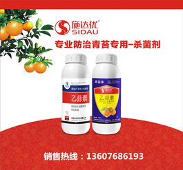 蜜柚苗木报价 厂家
