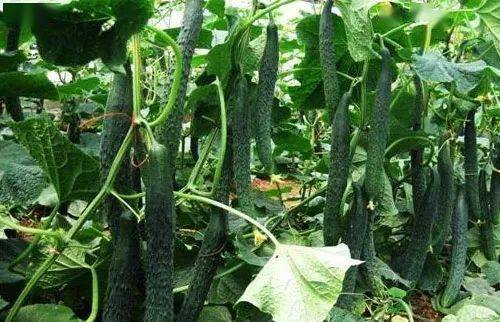 2023全年种植时间表出炉,这6种轮作种植模式,每亩最高纯赚2万