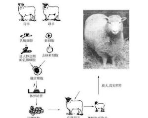 克隆