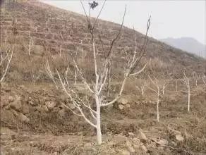 果园冬管有讲究,重要环节要吃透 不然来年会后悔