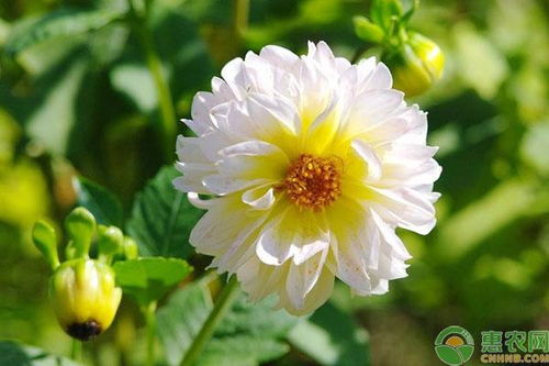 小丽花种子哪里有卖 育苗方法有哪些