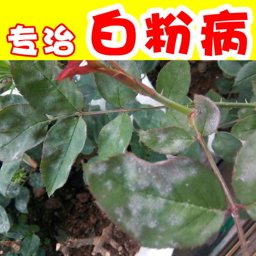 多福豆角豌豆豆类菜豆锈病白粉病褐斑病根腐病白粉杀菌剂豆病快治