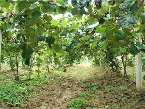 猕猴桃种植8大要点 栽植技术最佳时间