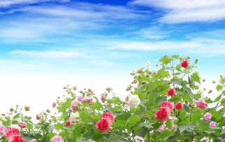 为什么芙蓉花是成都的市花,在这里你就能找到答案