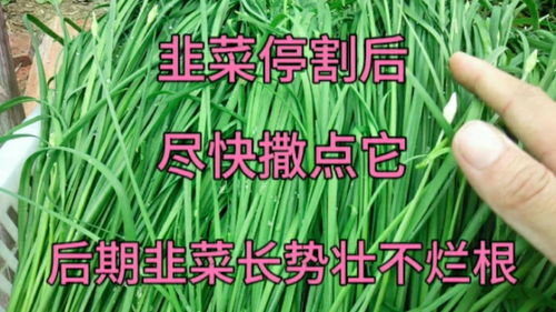 韭菜啥时间停割最好 停割后尽快撒点东西,后期韭菜长势壮不烂根