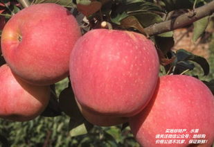 山西特产苹果 山西地理标志产品苹果大全