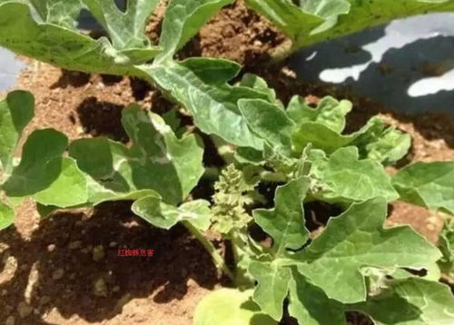 露地种植的西瓜,在坐瓜前后为什么会出现大面积的黄叶
