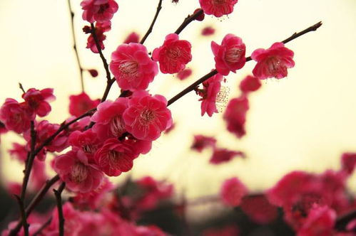 中国十大名花象征意义是什么 下次送人别送错了