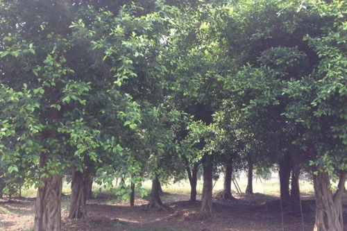 榕树开花吗 什么时候开花 榕树盆景的养殖方法和注意事项