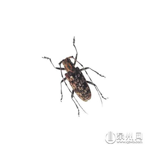 南安挂设2500个松墨天牛诱捕器 防其传播 松树癌症