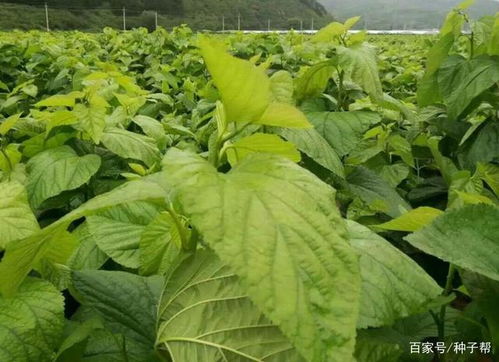 蛋白桑种子怎么育苗 一亩地多少成本 这样种产量高,效益高