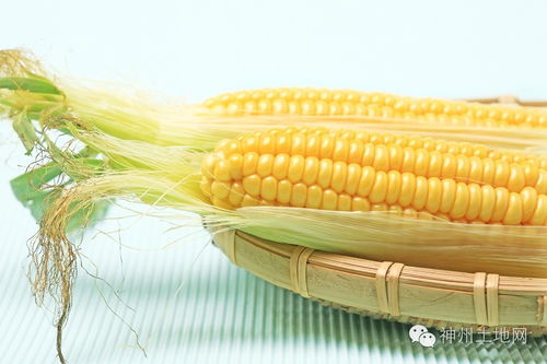 吉林收购加工省内新产玉米每吨补贴200,你家呢