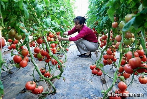 番茄需要用什么肥料 番茄打什么叶面肥长得快 番茄施什么肥产量高