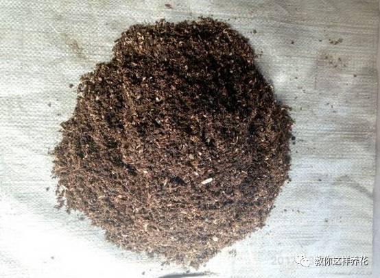 花盆里扔个蛋,半年不用施肥,花草长得旺