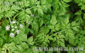 水芹菜有毒吗 和芹菜一样吗 和旱芹菜的区别 好处 营养成分及药用价值