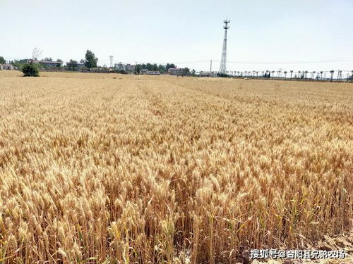 农村开始收小麦了,算了一下一亩地能收多少钱,可能你不敢相信