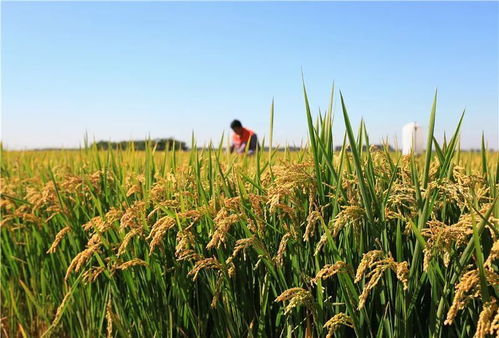 江西省政府工作报告,这些利好和 吃 有关凤凰网江西 凤凰网