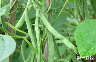 四季豆要怎么种 四季豆的露地栽培技术