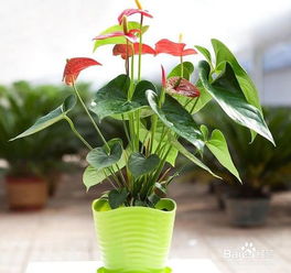 红掌多长时间浇一次水