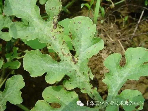 西瓜常见病害高清晰病害图谱与分析 值得一看的好文章