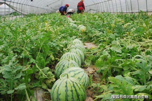 西瓜有什么生长习性 西瓜怎么施肥又大又甜 西瓜果实膨大期怎么施肥好