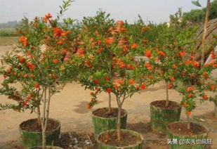 石榴树栽种几年就能开花结果 为何种植的石榴树只开花不结果