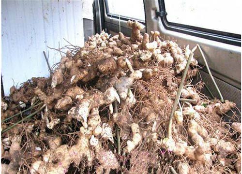 现在黄精种植一亩需要多少成本 种植的利润有多少