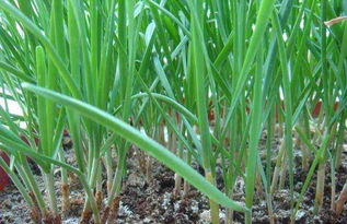 菜园子种植韭菜,很爱使用韭菜根移植,韭菜老根移栽其实很简单