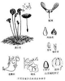 植物怎样传播种子资料