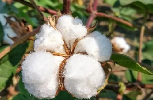 新疆棉花质量不行 HM到底有多荒谬