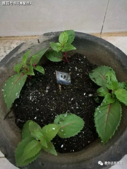 4种花,一开花就停不下来,漂亮好养,是盆栽佳品 花友