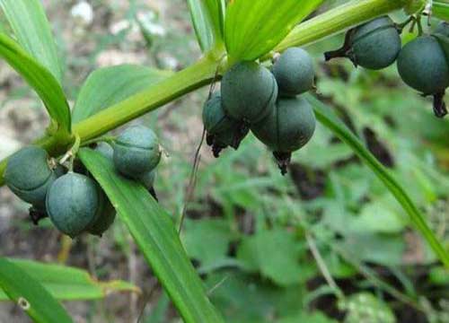 农村种植致富项目怎么选 农科惠民黄精种植前景如何