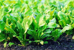 掌握这7点,菠菜种植不再难