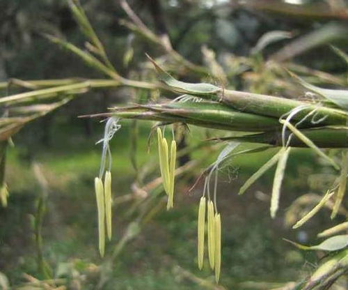 农村俗语 竹子开花, 马上搬家 说的是什么意思 这次总算明白了